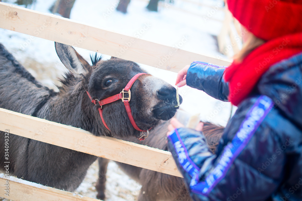 Samolepka Teenage girl in warm clothes feeding horses, donkeys and wild animals in zoo
