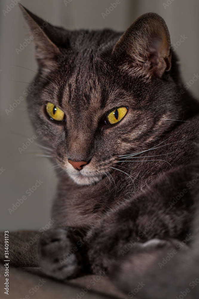 Close up portrait of grey pet tabby cat face. Details in eyes, nose, whiskers and face. Calm and relaxed. background blurred