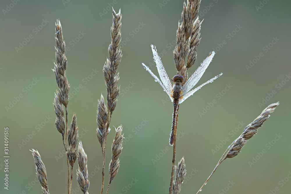 Dew covered dragonfly perched on grass seed heads on a cold summer morning Dew covered dragonfly perched on grass seed heads on a cold summer morning