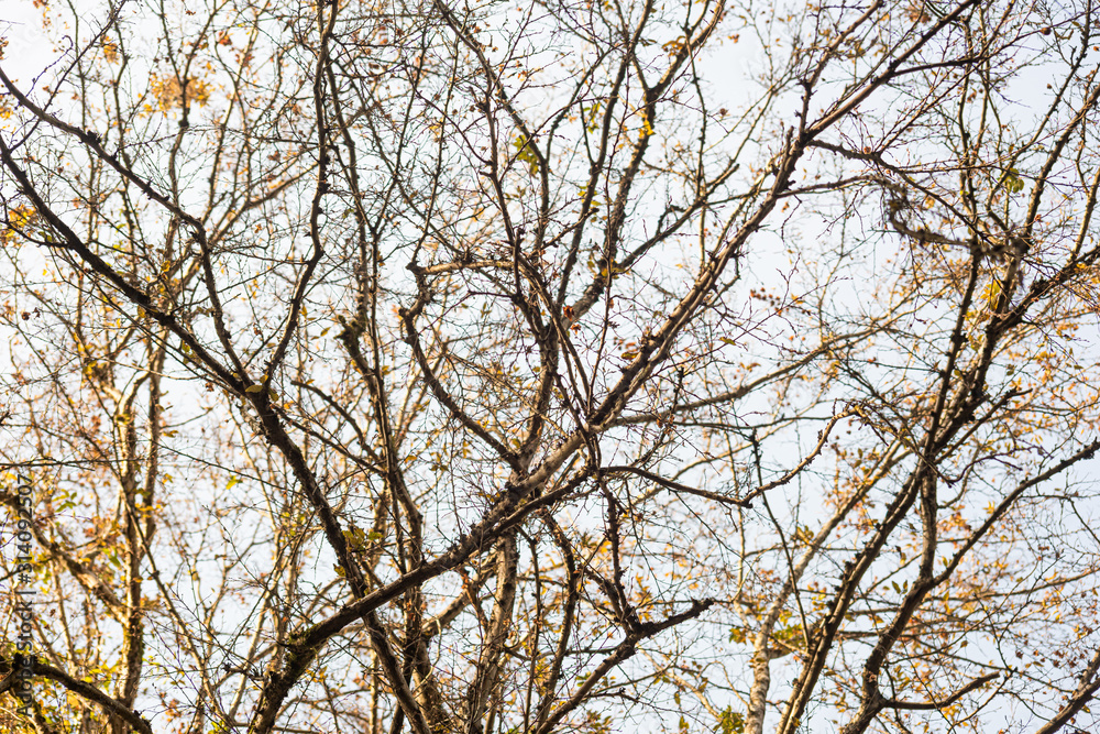 Overgrown branches of a big tree carpinus orientalis Overgrown branches of a big tree carpinus orientalis