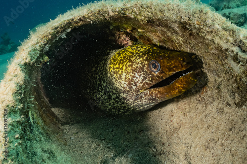 Moray eel Mooray lycodontis undulatus in the Red Sea, eilat israel photo