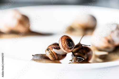 Garden snails isolated on white background photo