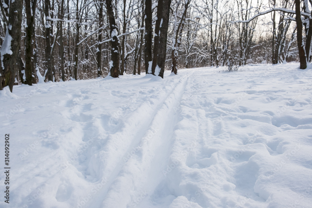 Ski tracks through the winter forest Ski tracks through the winter forest