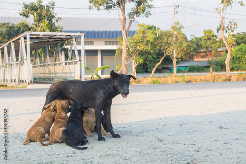 Φωτογραφία Homeless black dogs