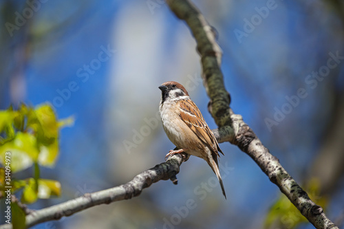 Eurasian Tree Sparrow or Passer montanus