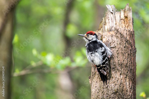 The white-backed woodpecker (Dendrocopos leucotos) is a Eurasian woodpecker belonging to the genus Dendrocopos. 