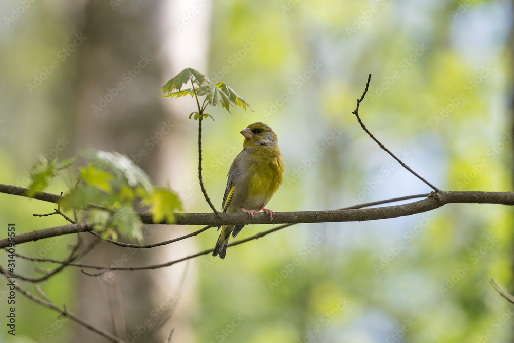 Obraz premium The European greenfinch, or just greenfinch (Chloris chloris), is a small passerine bird in the finch family Fringillidae.
