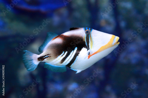 Picasso triggerfish (Rhinecanthus aculeatus) marine fish photo