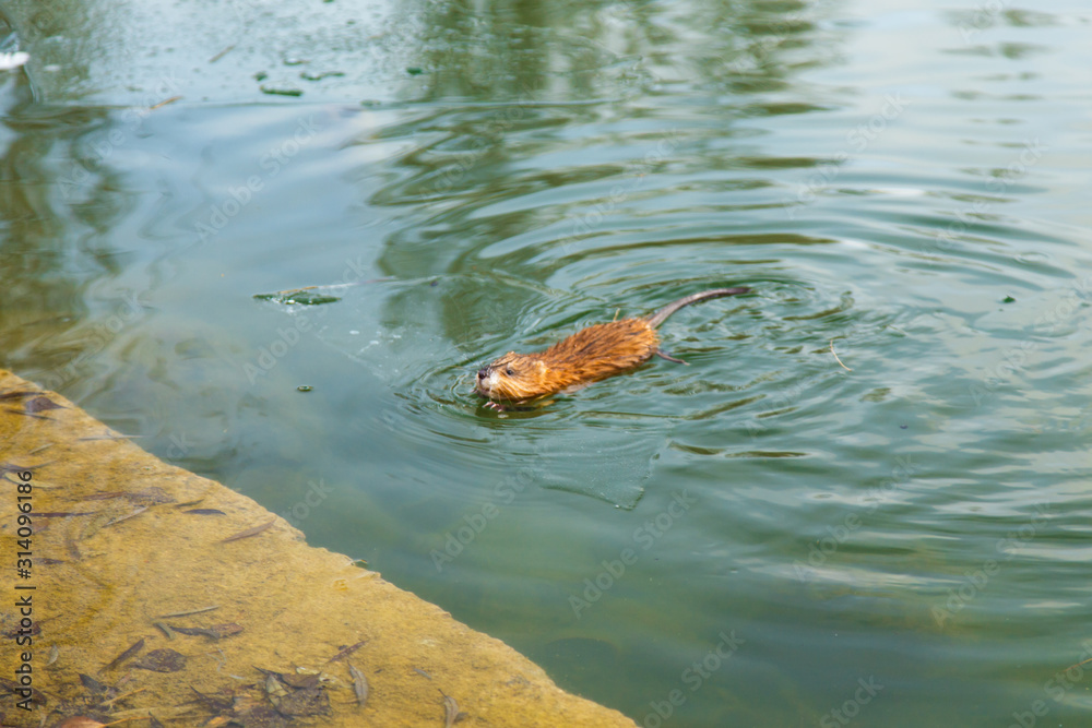Fototapeta premium An otter swimming in a winter pond. The animal in the green water. Natural background