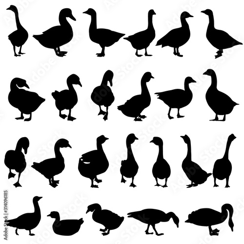 vector, isolated, black silhouette set of geese and ducks
