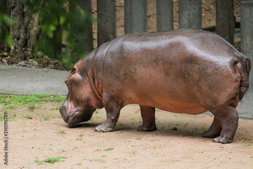 The big hippopotamus In the garden at thailand