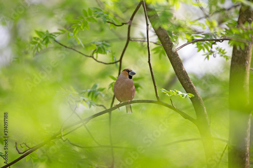 Slika na platnu The hawfinch (Coccothraustes coccothraustes) is a passerine bird in the finch family Fringillidae