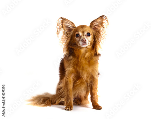 Dog breed Russian toy terrier longhair sitting isolated on white