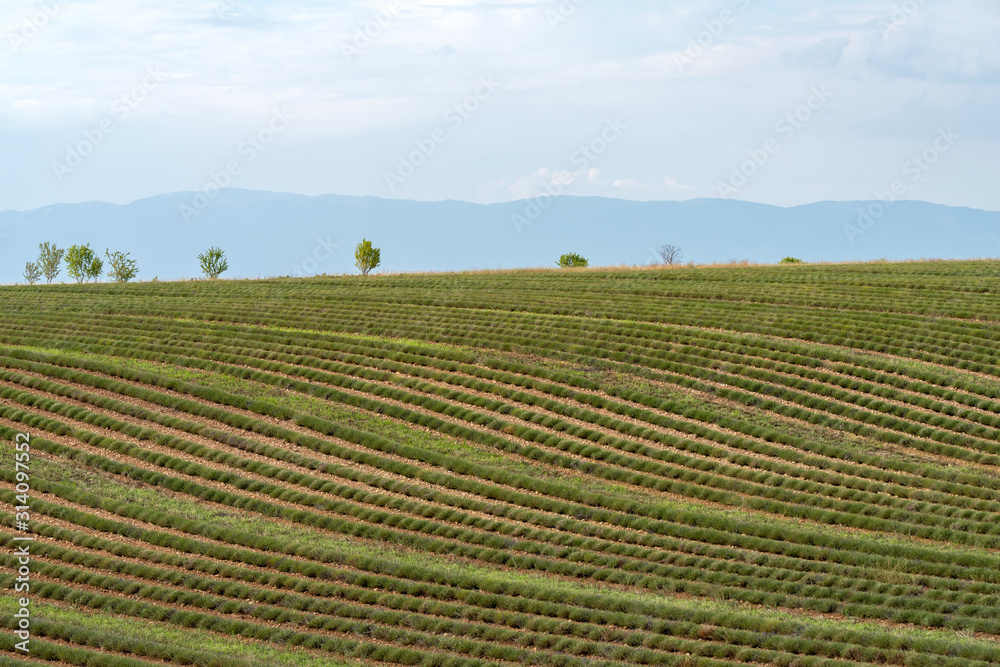 France, Alpes de Haute Provence, Plateau de Valensole, Lavender field after harvest