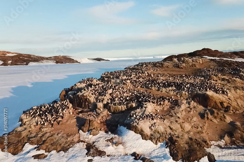 Colonies of penguins in Antarctica on adjacent rocks.