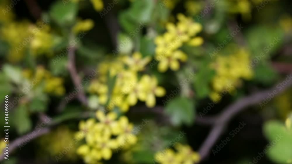 Yellow flowers of black currant, lat. Ribes nigrum, branch sways in the wind. Spring season at night time. Yellow flowers of black currant, lat. Ribes nigrum, branch sways in the wind. Spring season at night time.