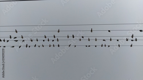 birds on wire
