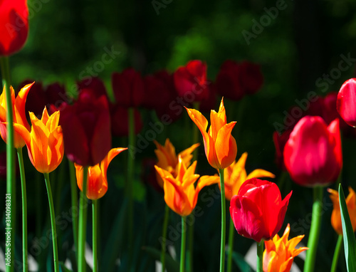 Exquisite orange and red  tulips in backlit garden on a black background