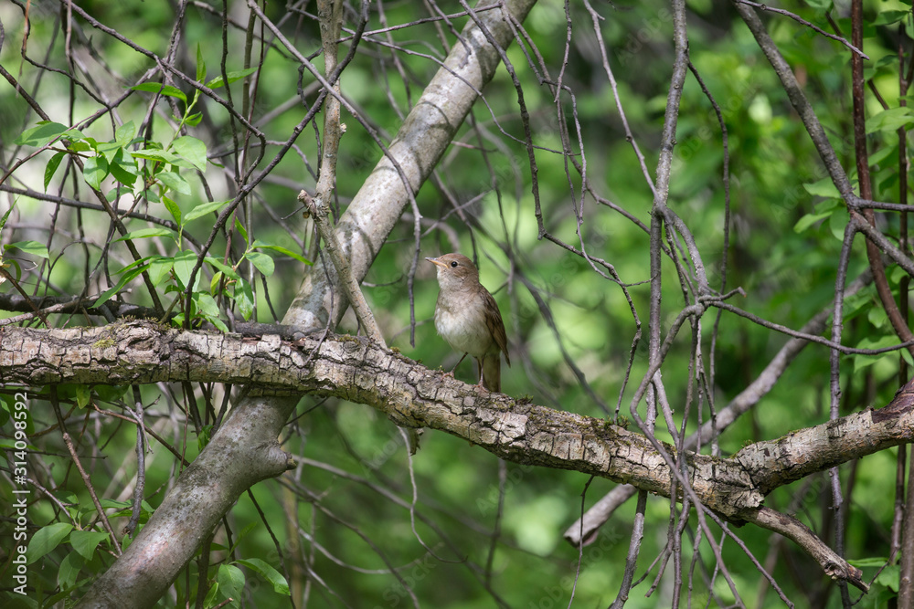 The thrush nightingale (Luscinia luscinia). Common nightingale (Luscinia megarhynchos) sits on a branch and sings. The thrush nightingale (Luscinia luscinia). Common nightingale (Luscinia megarhynchos) sits on a branch and sings.