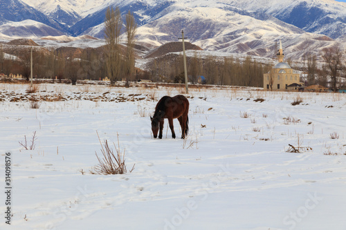 Horse on a winter pasture in the mountains. Kyrgyzstan Natural landscape.