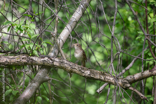 The thrush nightingale (Luscinia luscinia). Common nightingale (Luscinia megarhynchos) sits on a branch and sings. © ihorhvozdetskiy