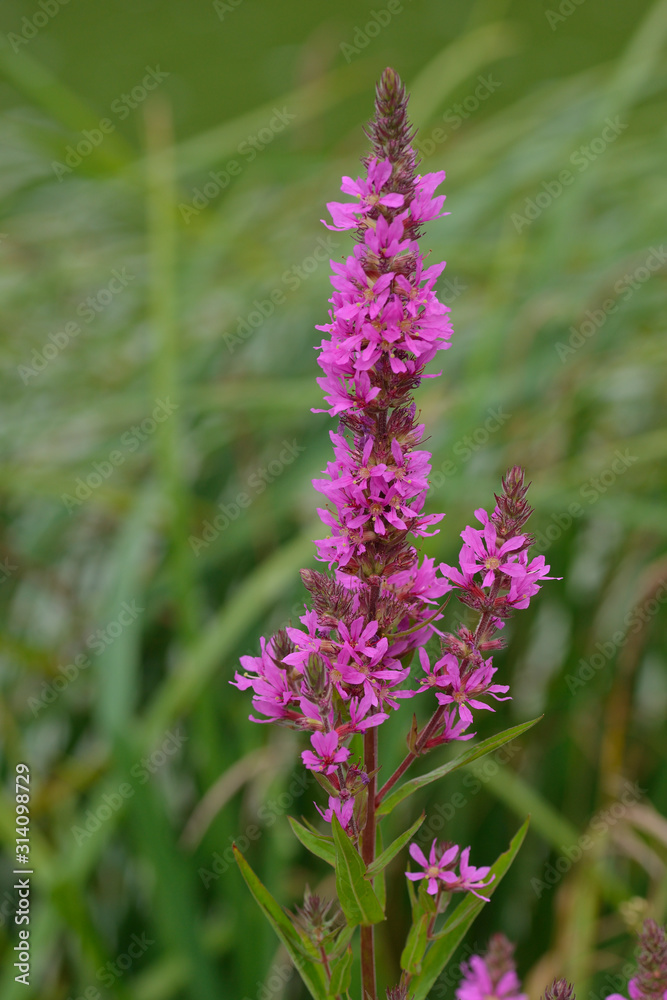 Gewöhnlicher Blutweiderich ,(Lythrum salicaria) Gewöhnlicher Blutweiderich ,(Lythrum salicaria)