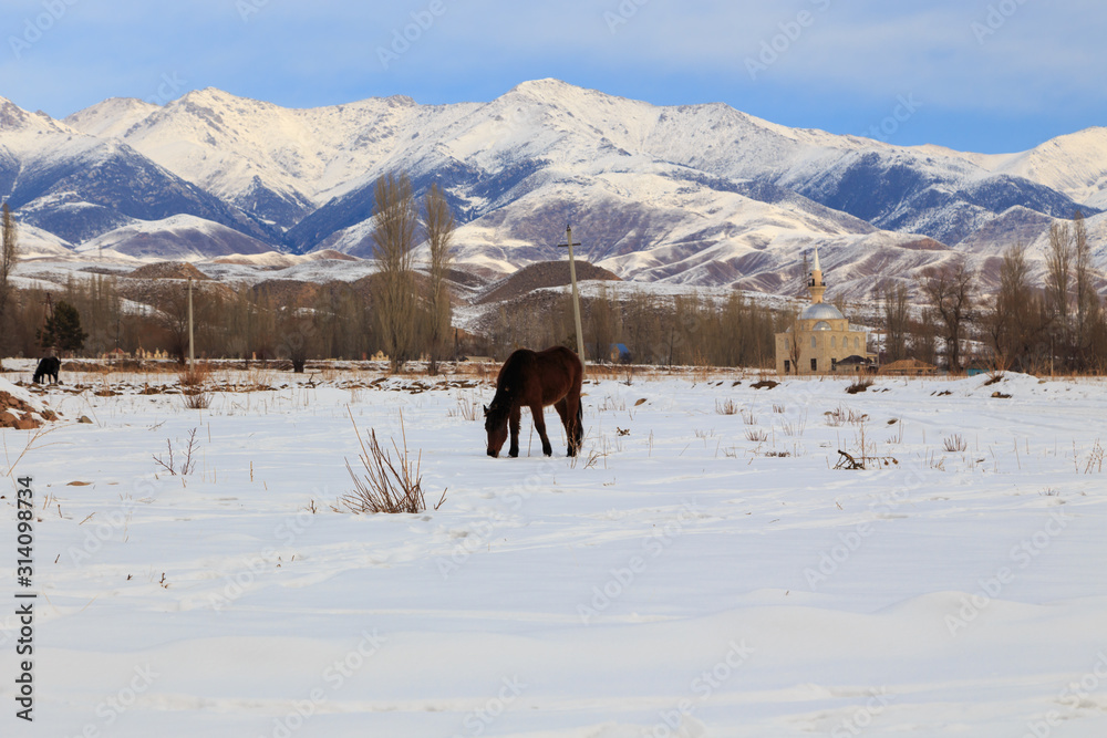 Horse on a winter pasture in the mountains. Kyrgyzstan Natural landscape. Horse on a winter pasture in the mountains. Kyrgyzstan Natural landscape.
