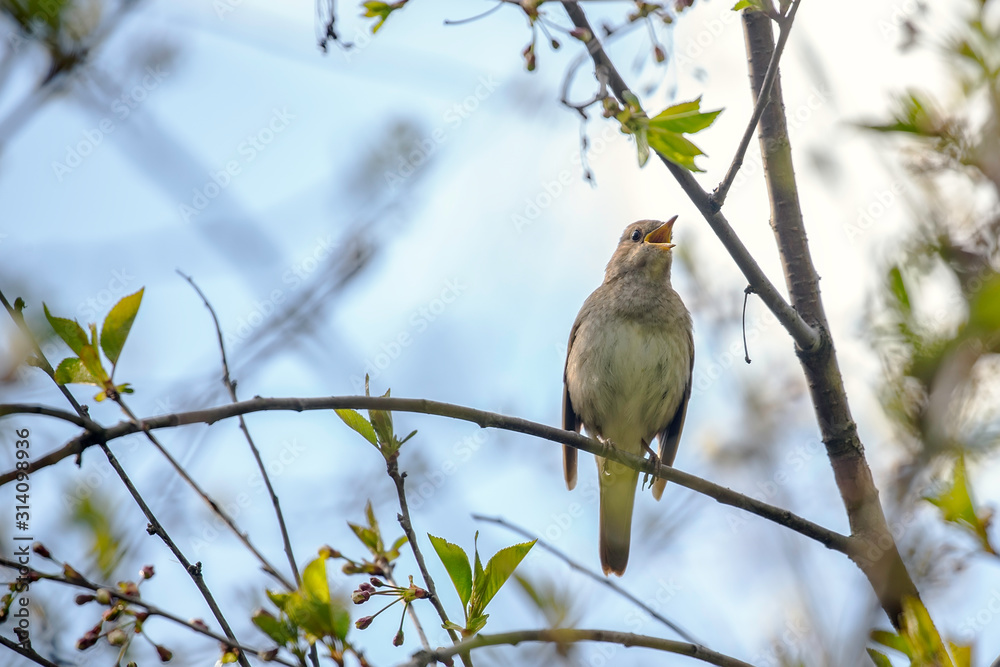 The thrush nightingale (Luscinia luscinia). Common nightingale (Luscinia megarhynchos) sits on a branch and sings. The thrush nightingale (Luscinia luscinia). Common nightingale (Luscinia megarhynchos) sits on a branch and sings.