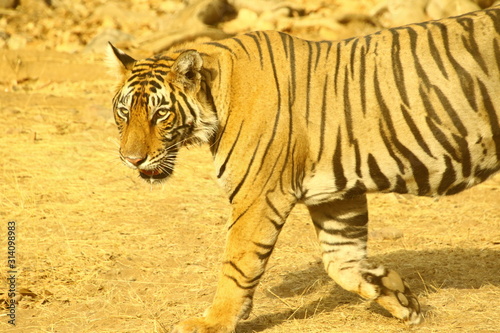 tiger in national park photo