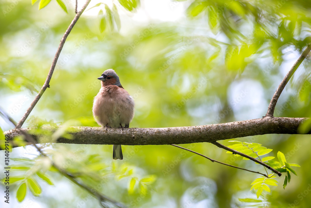 Male Common Chaffinch (Fringilla coelebs) Male Common Chaffinch (Fringilla coelebs)
