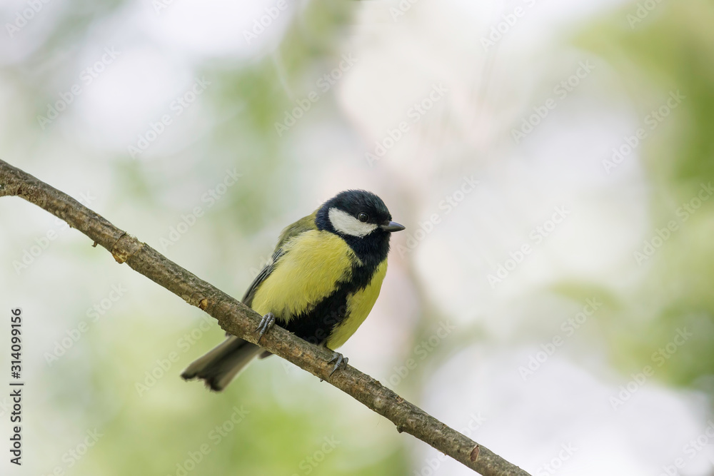 great tit (Parus major) in the autumn entourage. The great tit (Parus major) is a passerine bird in the tit family Paridae. great tit (Parus major) in the autumn entourage. The great tit (Parus major) is a passerine bird in the tit family Paridae.