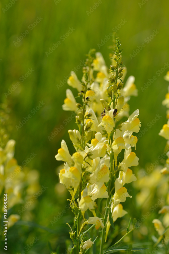 Gewöhnliches Leinkraut ( Linaria vulgaris ) Gewöhnliches Leinkraut ( Linaria vulgaris )