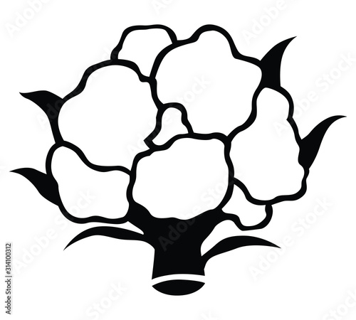 Vector illustration of cauliflower cabbage silhouette icon