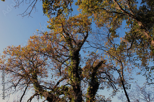 Albero avvinto dall'edera e cielo