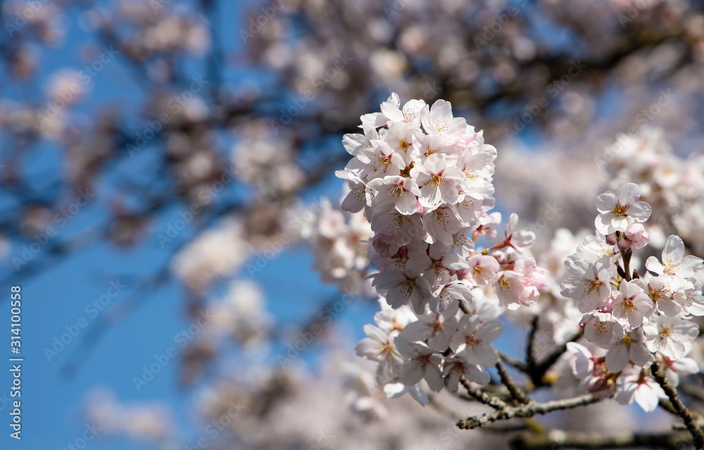 Beautiful of Cherry Blossom or Sakura flower in the nature garden against with blue sky in Spring season Beautiful of Cherry Blossom or Sakura flower in the nature garden against with blue sky in Spring season