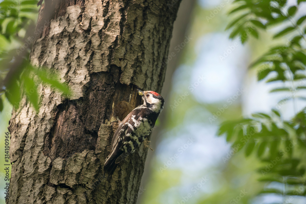 The Lesser Spotted Woodpecker (Dendrocopos minor) is in the wild nature. Lesser Spotted Woodpecker (Dendrocopos minor) near the hollow The Lesser Spotted Woodpecker (Dendrocopos minor) is in the wild nature. Lesser Spotted Woodpecker (Dendrocopos minor) near the hollow