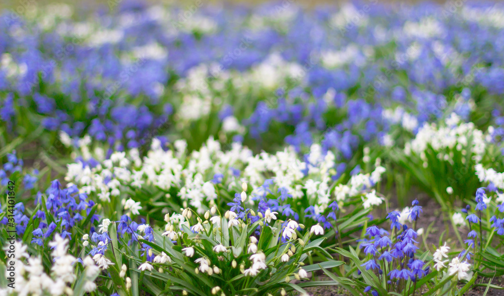 The first spring flowers. Glade of white and blue snowdrops. The first spring flowers. Glade of white and blue snowdrops.
