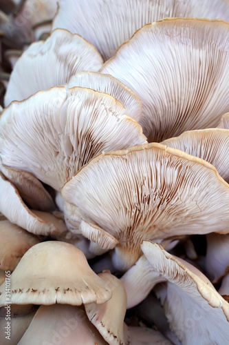 fresh mushrooms on wooden background