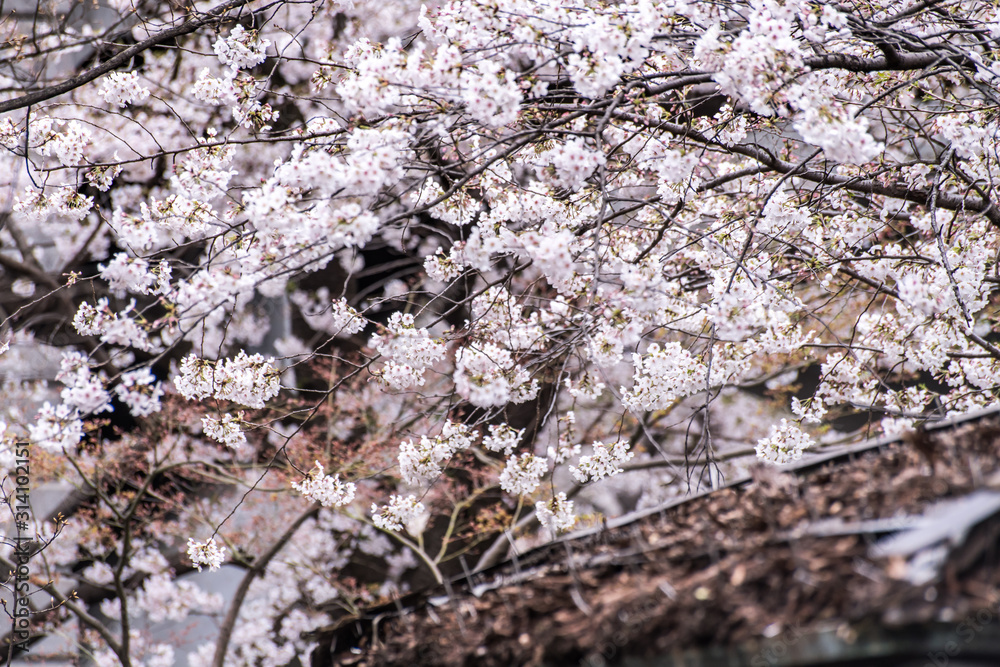 Sakura cherry blossom full bloom at Asukayama park Sakura cherry blossom full bloom at Asukayama park