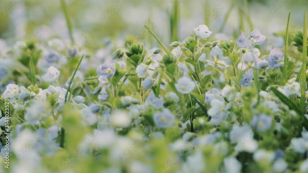 Fresh green meadows and blooming small white flowers. Camera moving through alpine meadow with blue and white flowers. Close up. Fresh green meadows and blooming small white flowers. Camera moving through alpine meadow with blue and white flowers. Close up.