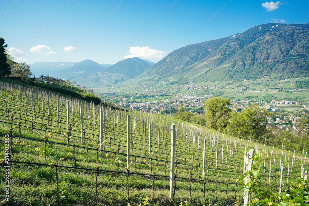 Weinberg bei Meran in Südtirol, Italien