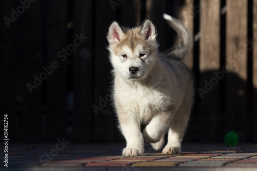 Alaskan Malamute puppy plays in the yard