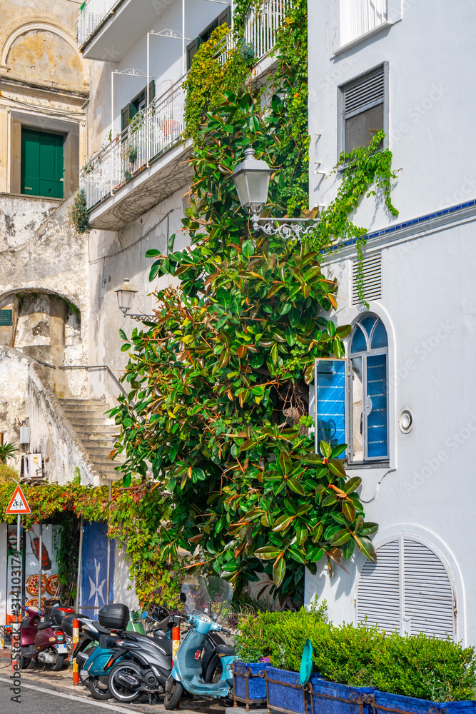plant on the wall of privat houses in Amalfi. Italy.