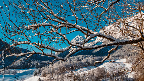 Beautiful winter wonderland with details of a tree at the famous Klausbachtal, Hintersee, Ramsau, Berchtesgaden, Bavaria, Germany photo