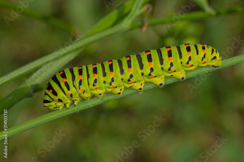 16.08.2019 DE, NRW, Köln-Chorweiler Schwalbenschwanz, Raupe Papilio machaon LINNAEUS, 1758 © Tim's insects