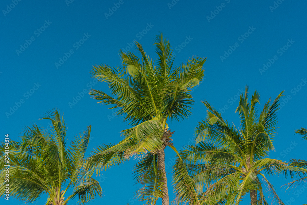 Coconut palm trees in Boracay