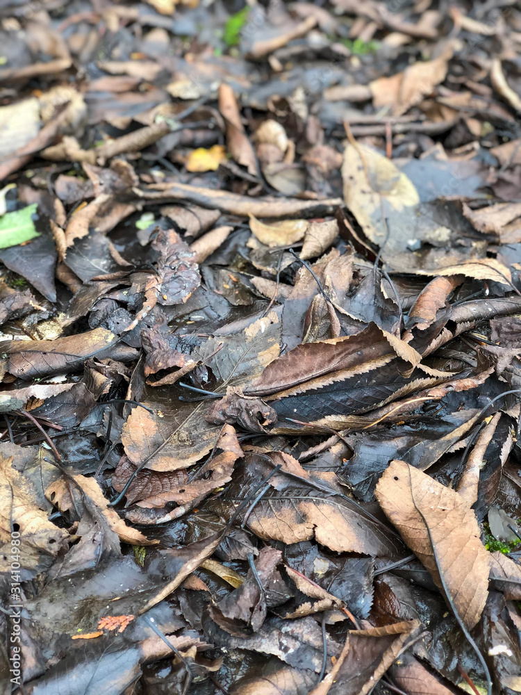 Gros plan sur feuilles mortes en décomposition avec effet de flou (bokeh)
