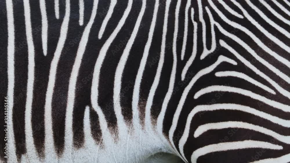 Detail of a black and white stripes on a zebra skin