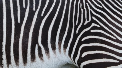 Detail of a black and white stripes on a zebra skin