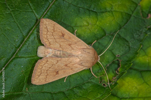 04.09.2019 DE, NRW, Haan Dottergelbe Graseule Mythimna vitellina (HÃœBNER, [1808]) photo